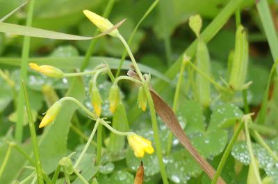 <i>Oxalis</i>