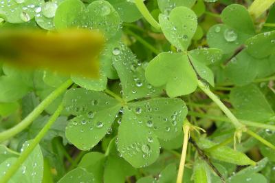 <i>Oxalis</i>