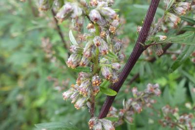 <i>Artemisia vulgaris</i>