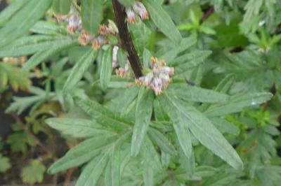 <i>Artemisia vulgaris</i>