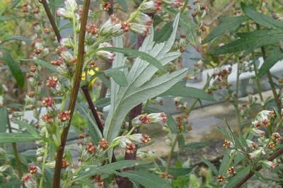 <i>Artemisia vulgaris</i>