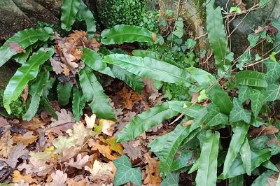 <i>Asplenium scolopendrium</i>