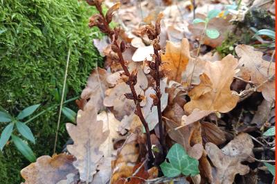 <i>Orobanche hederae</i>