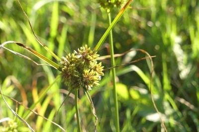 <i>Cyperus eragrostis</i>