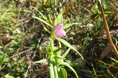 <i>Misopates orontium</i>