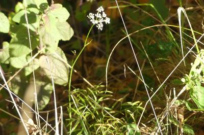 <i>Peucedanum gallicum</i>