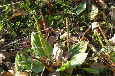 <i>Plantago major</i>