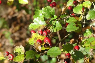 <i>Crataegus laevigata</i>