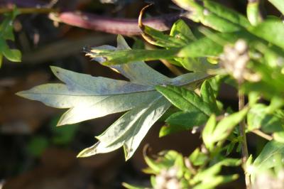 <i>Artemisia vulgaris</i>