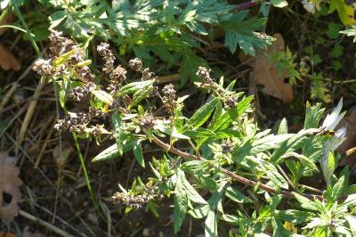 <i>Artemisia vulgaris</i>
