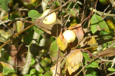 <i>Malus sylvestris</i>