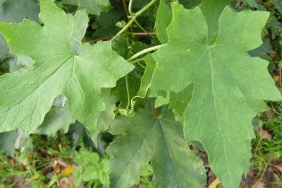 <i>Bryonia dioica</i>