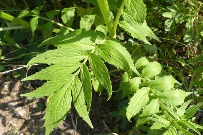 <i>Valeriana officinalis</i>