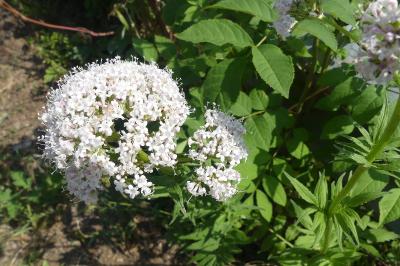 <i>Valeriana officinalis</i>