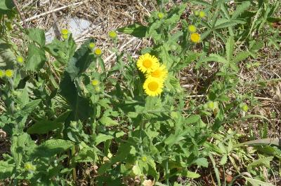 <i>Pulicaria dysenterica</i>