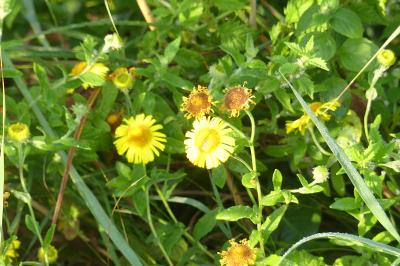 <i>Pulicaria dysenterica</i>