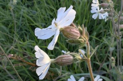 <i>Silene latifolia</i>