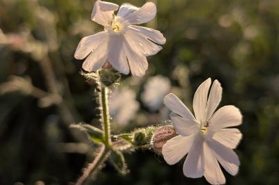 <i>Silene latifolia</i>
