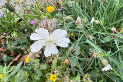 <i>Silene</i>