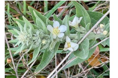 <i>Verbascum lychnitis</i>