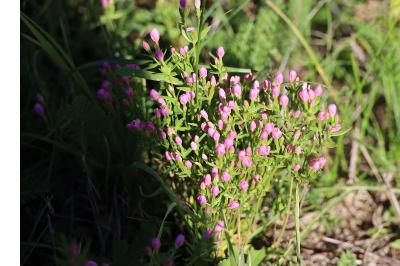 <i>Centaurium pulchellum</i>