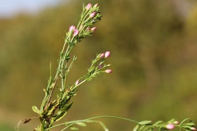 <i>Centaurium pulchellum</i>