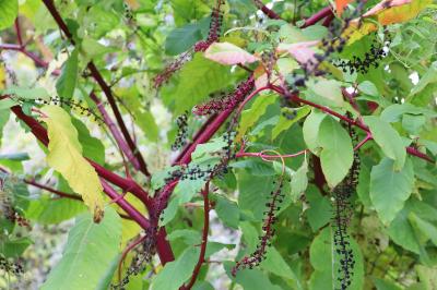 <i>Phytolacca americana</i>
