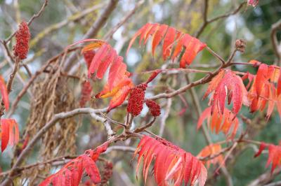 <i>Rhus typhina</i>
