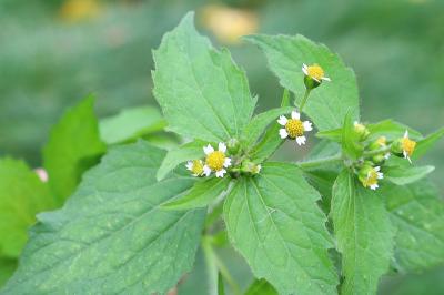 <i>Galinsoga quadriradiata</i>