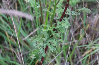 <i>Jacobaea vulgaris</i>