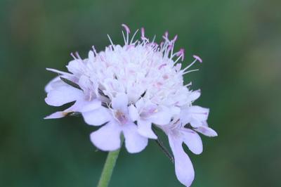<i>Scabiosa columbaria</i>