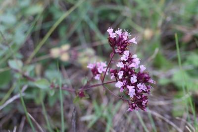 <i>Origanum vulgare</i>
