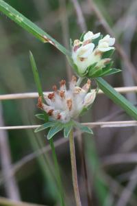 <i>Anthyllis vulneraria</i>