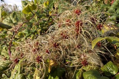 <i>Clematis vitalba</i>