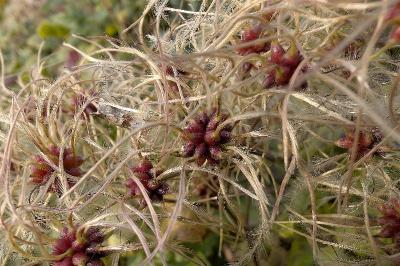 <i>Clematis vitalba</i>