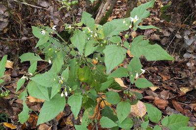 <i>Solanum nigrum</i>