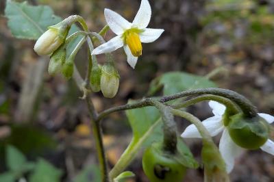<i>Solanum nigrum</i>
