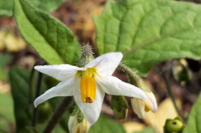<i>Solanum nigrum</i>