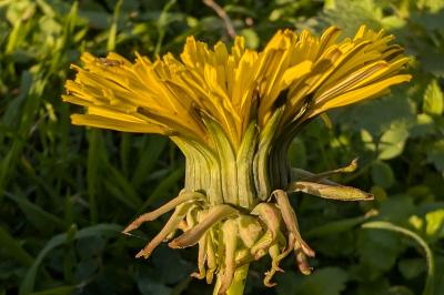 <i>Taraxacum officinale</i>