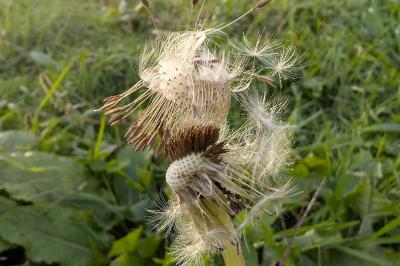 <i>Taraxacum officinale</i>