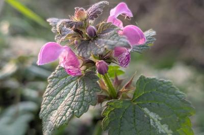 <i>Lamium maculatum</i>