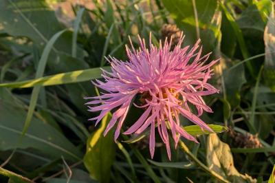 <i>Centaurea jacea</i>