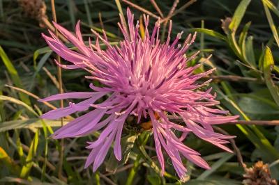 <i>Centaurea jacea</i>