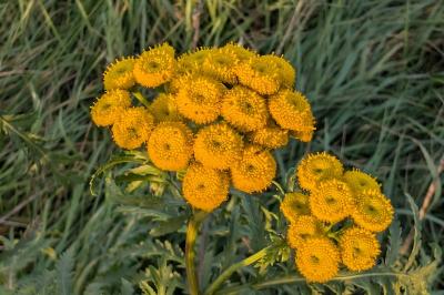 <i>Tanacetum vulgare</i>
