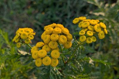 <i>Tanacetum vulgare</i>