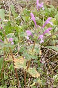 <i>Lamium amplexicaule</i>