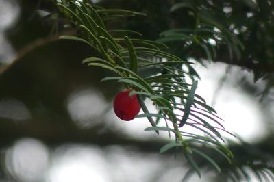 <i>Taxus baccata</i>