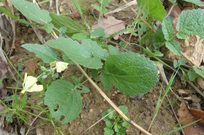 <i>Raphanus raphanistrum</i>