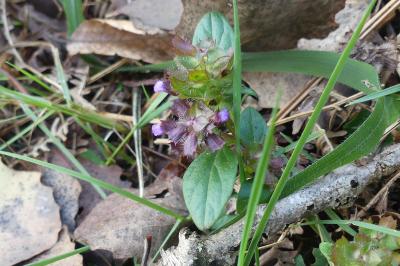 <i>Prunella vulgaris</i>