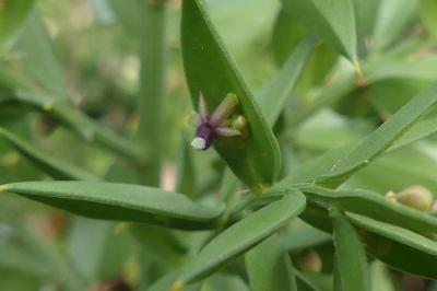 <i>Ruscus aculeatus</i>